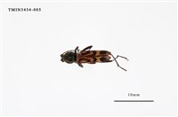 藏品(竹虎天牛)的圖片